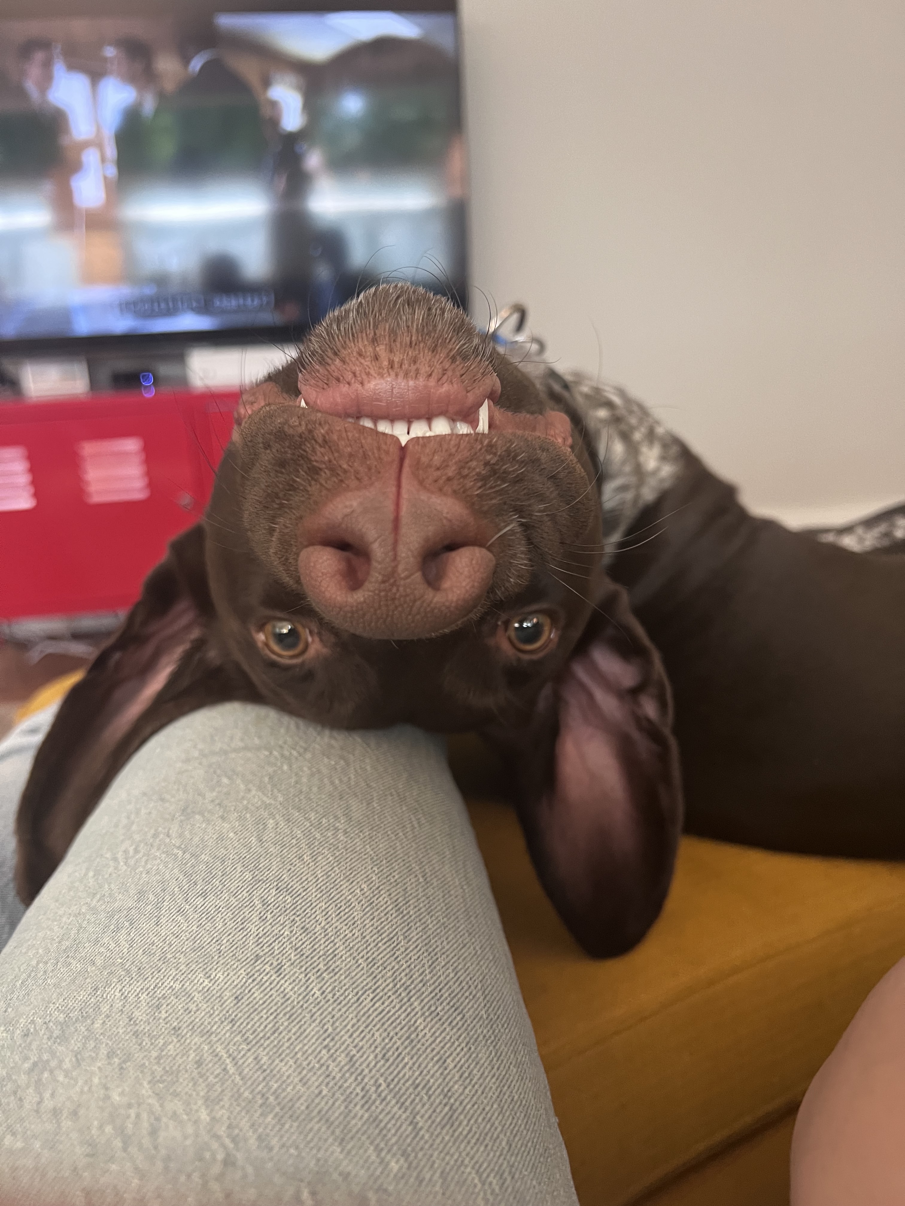 Charlie doing his best impression of a bat