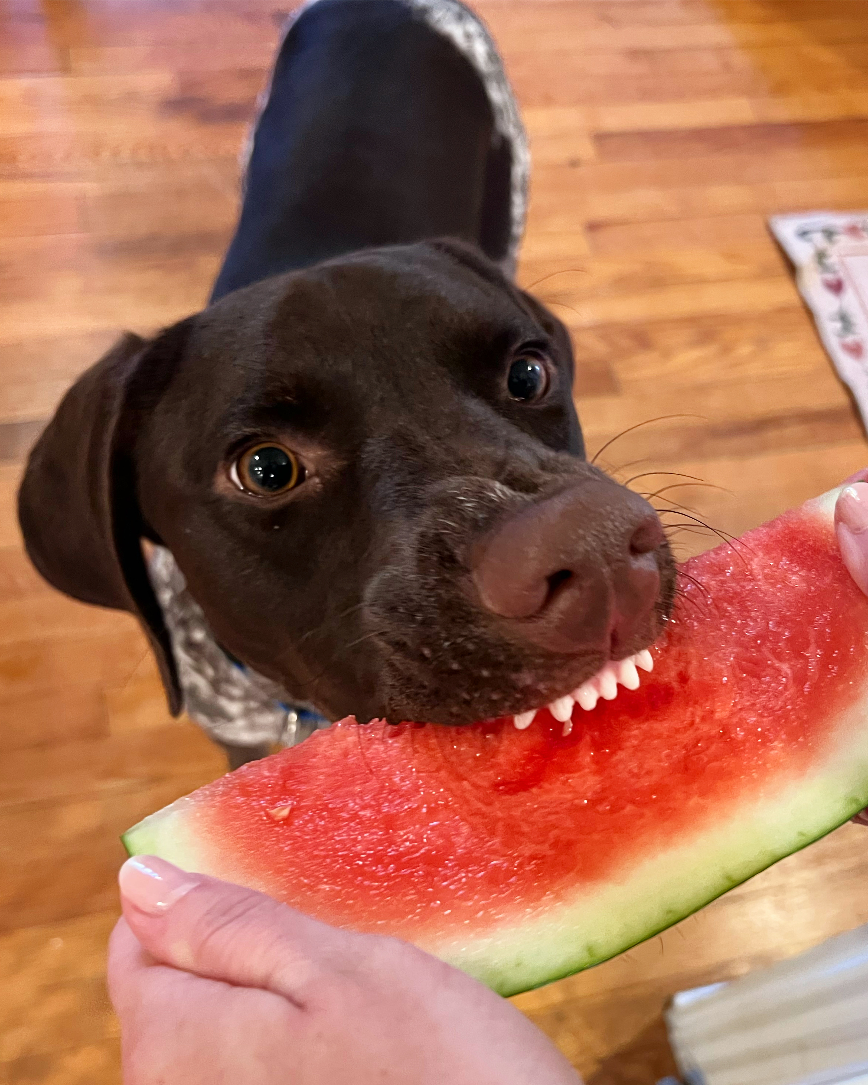 Charlie doing his best impression of a shark